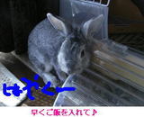 うさぎ