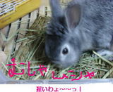 うさぎ