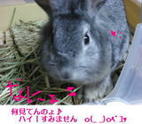 うさぎ