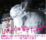 うさぎ