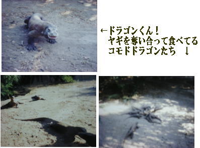 コモド