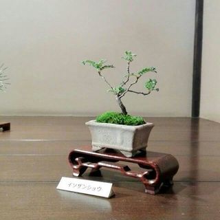 bonsai.jpg