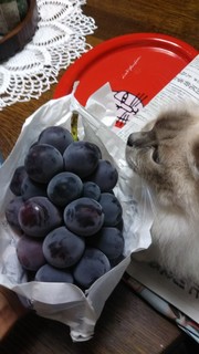 grape.jpg