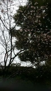 sakura.jpg